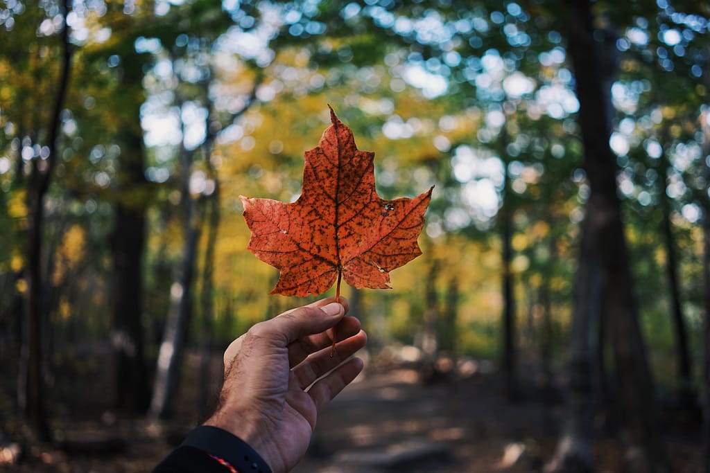 Why Choose Canada? Top Reasons for Immigration, Study, and Work in Canada.
